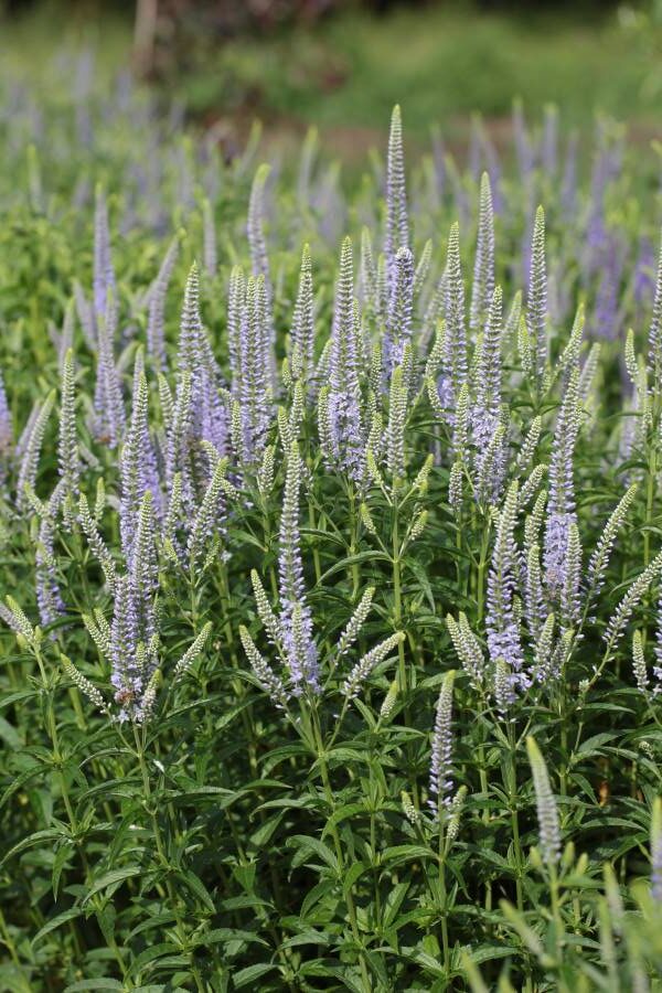 Veronica langifolia - 'Blue shades' - Image 2