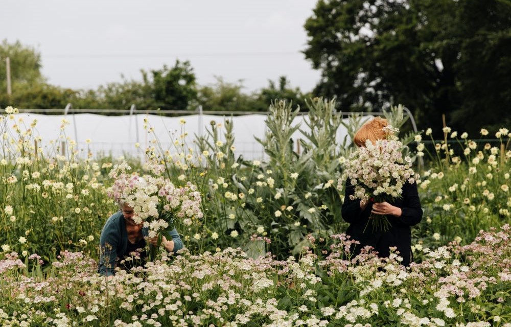1D7A8270 picking flowers