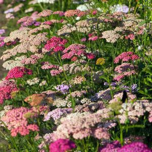 Achillea