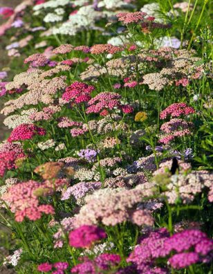 Achillea