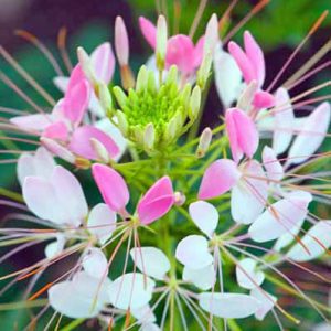 Cleome, Mexican Spider Flower