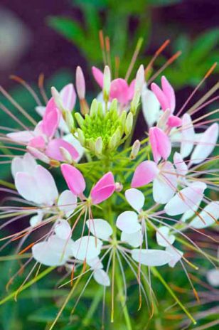 Cleome, Mexican Spider Flower