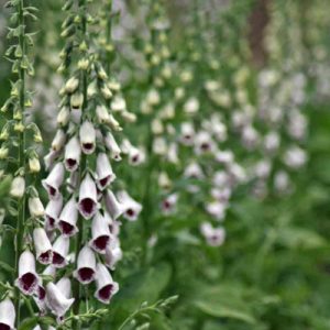 Foxglove 'Pam's Choice'