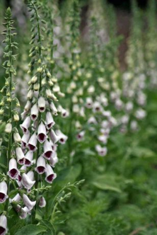 Foxglove 'Pam's Choice'