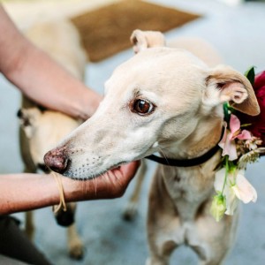 Louis the whippet and flower collar