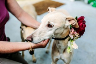 Louis the whippet and flower collar