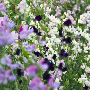 Sweet peas, pinks, mauves and purples