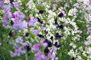 Sweet peas, pinks, mauves and purples