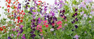 Sweet peas growing in tunnel