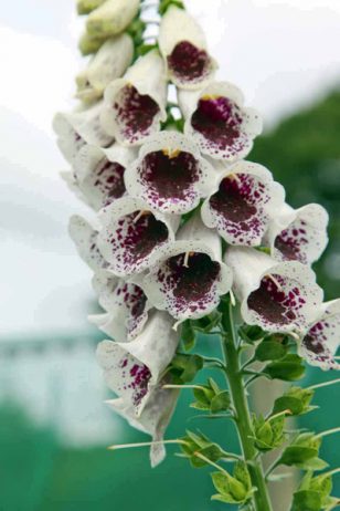 Foxglove