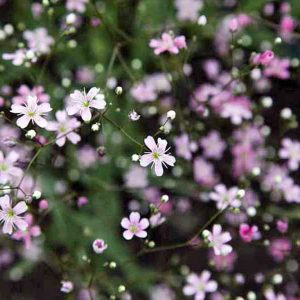 Rose Gypsophila