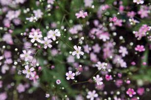 Rose Gypsophila