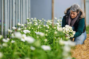 Rachel picking anemones