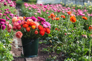 Ranunculus grown in Oxfordshire