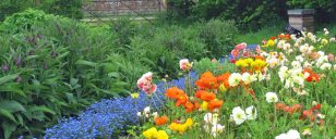 Icelandic poppies, beehive, comfrey