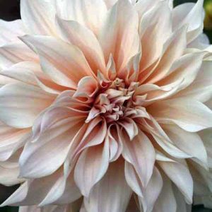 Dahlia