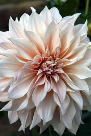 Dahlia