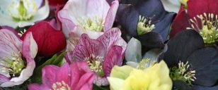 Hellebores close up