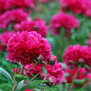 Peonies in full bloom