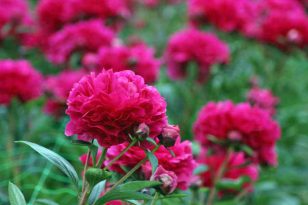 Peonies in full bloom