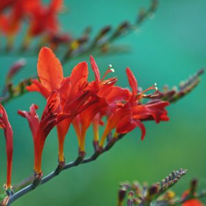 Fiery Crocosmia