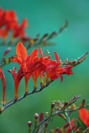 Fiery Crocosmia