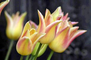 Elegant Lady Tulip