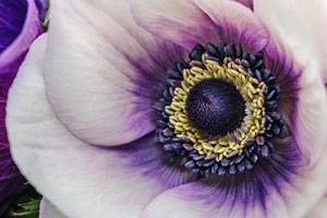anemones close up taken by Clare West