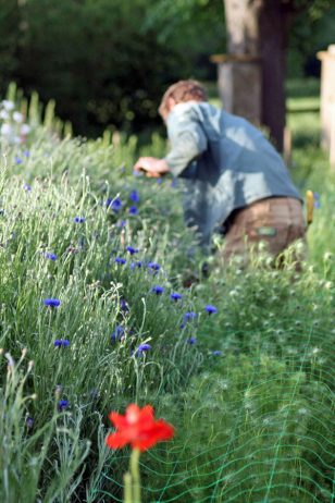 Man picking cornflowers