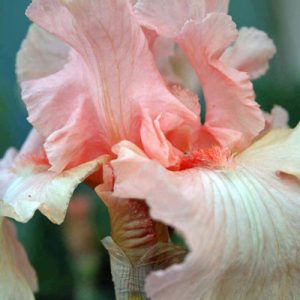 Pink Iris