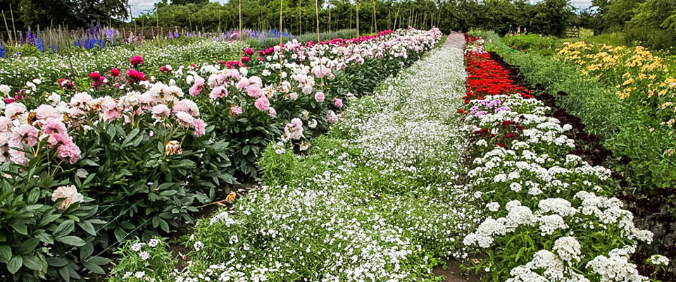 Peonies growing at Green and Gorgeous, Oxfordshire