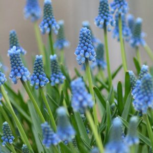 Muscari, grape hyacinth