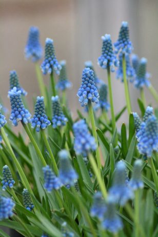 Muscari, grape hyacinth