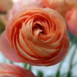 Ranunculus, peach