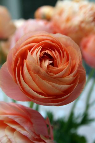 Ranunculus, peach