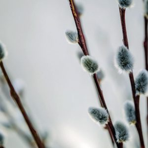 Pussy willow