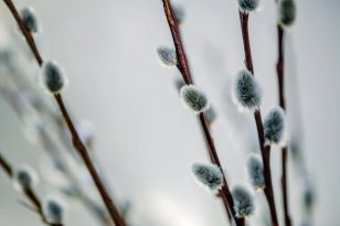 Pussy willow