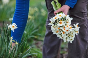 Picking Narcissi in Oxfordshire field