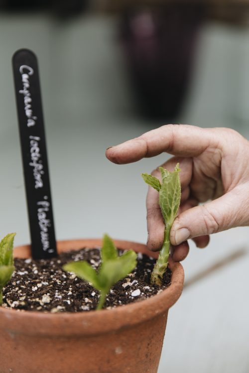 Grow Your Own Cut Flowers - Image 10
