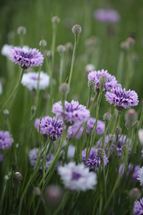 Grow Your Own Cut Flowers - Image 12
