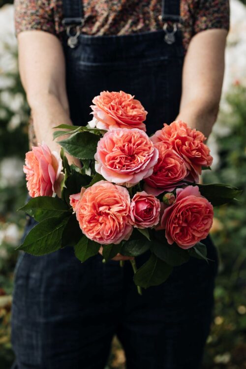 Garden to Vase - Roses - Image 12