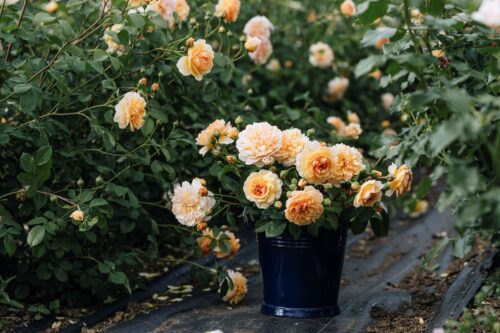 Garden to Vase - Roses - Image 15