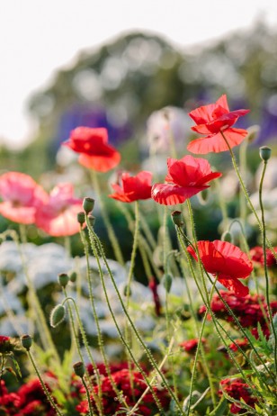 Flower Photography with Clare West