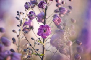 Flower Photography with Clare West