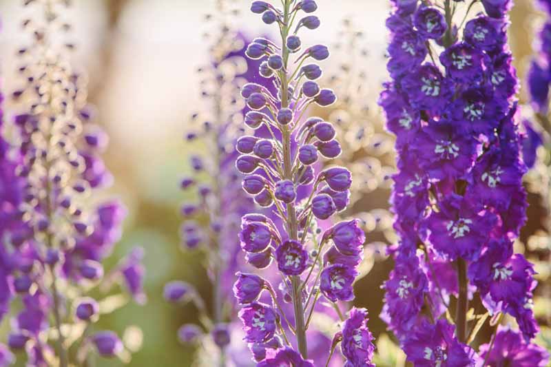 Delphiniums at Dusk