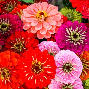 Autumn - Green and Gorgeous Flowers