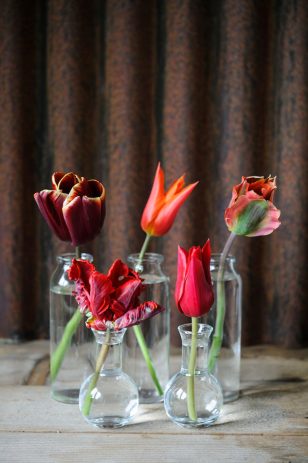 Tulips in vase, photo by Jason Ingram