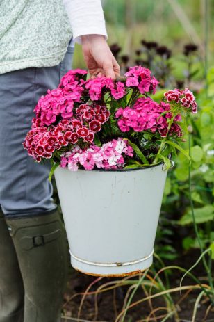 Cut Flower Patch cover by Jason Ingram