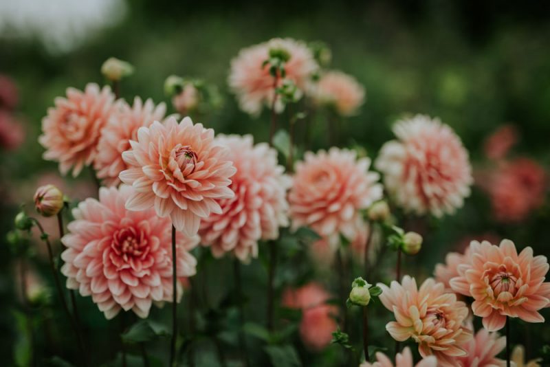 Dahlia Carolina Wagemans Green and Gorgeous Flowers
