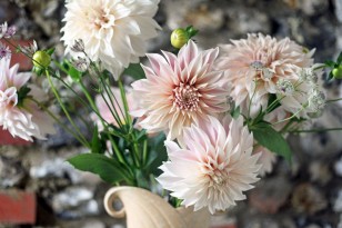 dahlias grown at Green and Gorgeous
